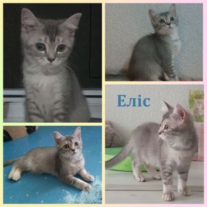 Тендітна дівчинка Scottish Straight, black silver mackerel tabby (SCS ns 23)