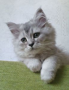 КОШЕНЯ шиншила сріблястий чорний затушеваний (Black Shaded Silver), код: ns 11