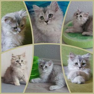 КОШЕНЯ шиншила сріблястий чорний затушеваний (Black Shaded Silver), код: ns 11