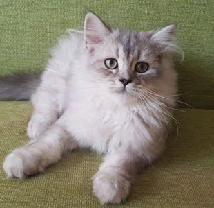КОШЕНЯ шиншила сріблястий чорний затушеваний (Black Shaded Silver), код: ns 11