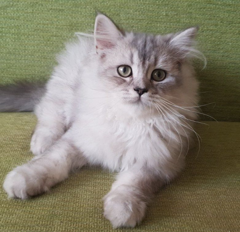 КОШЕНЯ шиншила сріблястий чорний затушеваний (Black Shaded Silver), код: ns 11