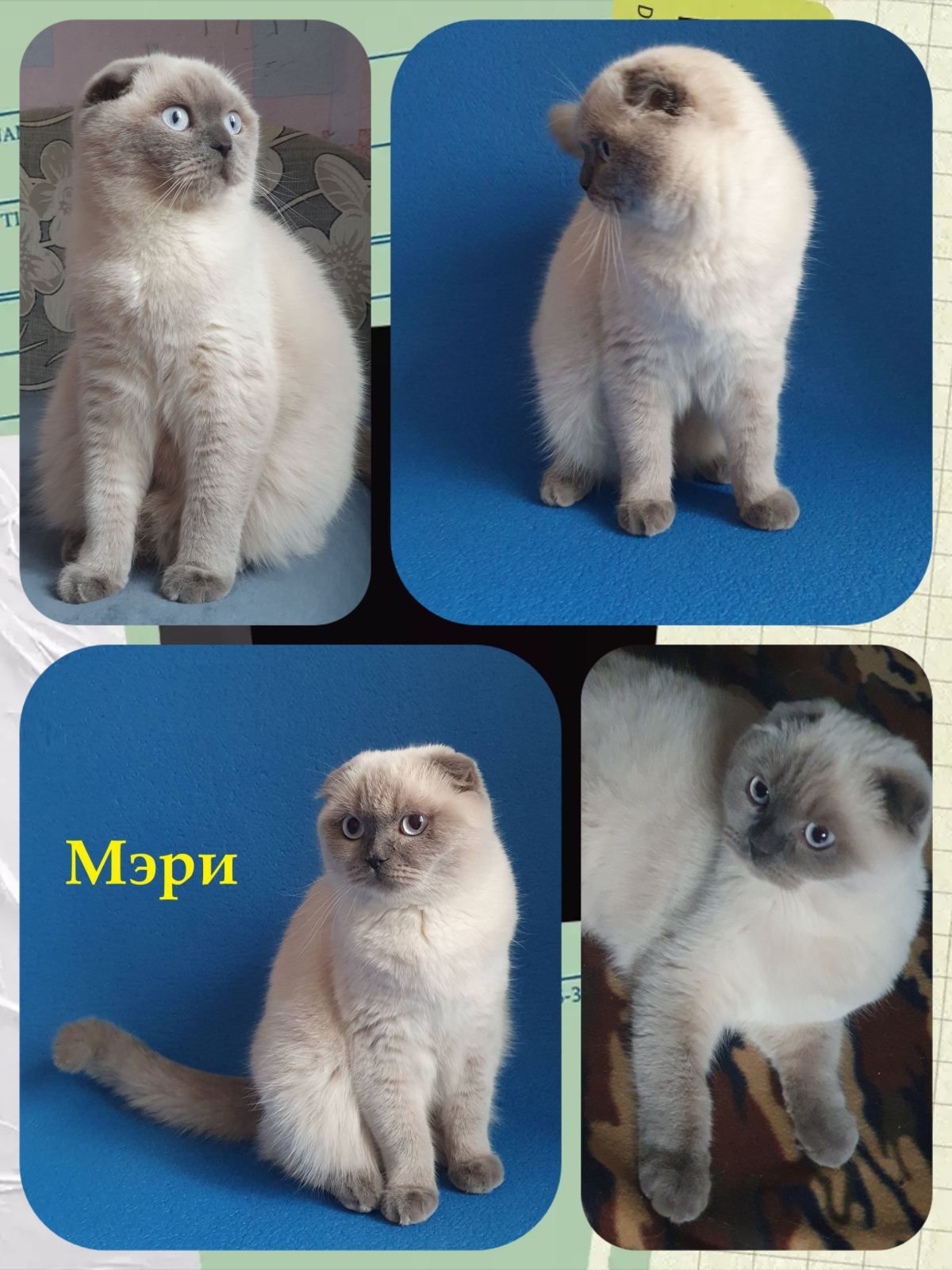Тендітна дівчинка Scottish Straight, black silver mackerel tabby (SCS ns 23)
