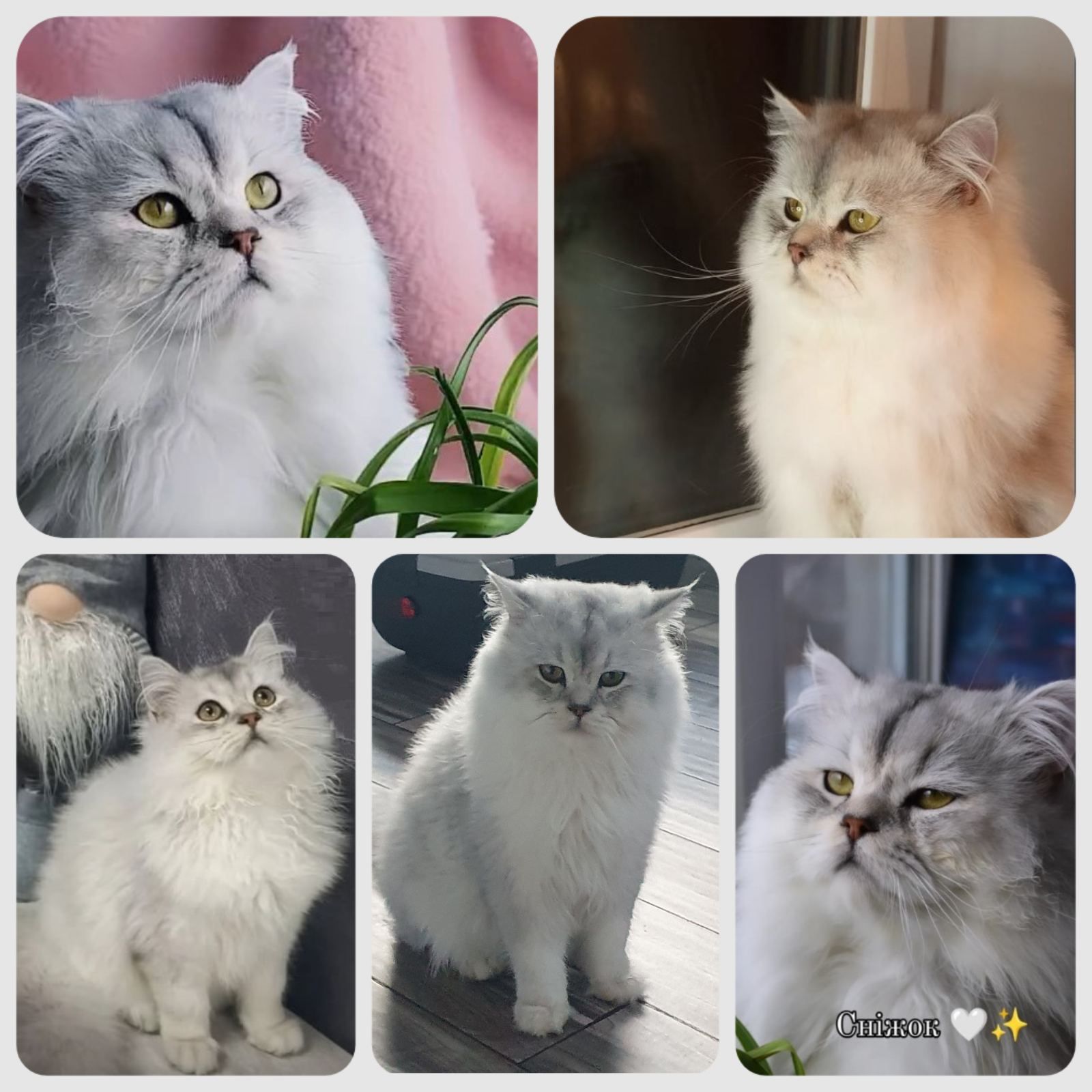 Тендітна дівчинка Scottish Straight, black silver mackerel tabby (SCS ns 23)