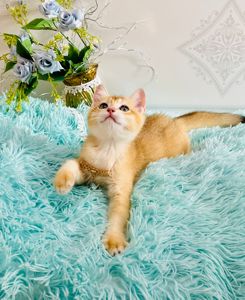 Британська золота шиншилла