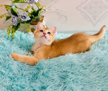 Британська золота шиншилла