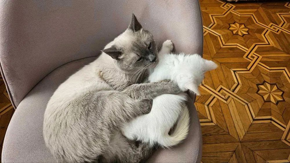 Голубоглазые тайские котята (ред поинт, крем поинт и шоколад поинт)