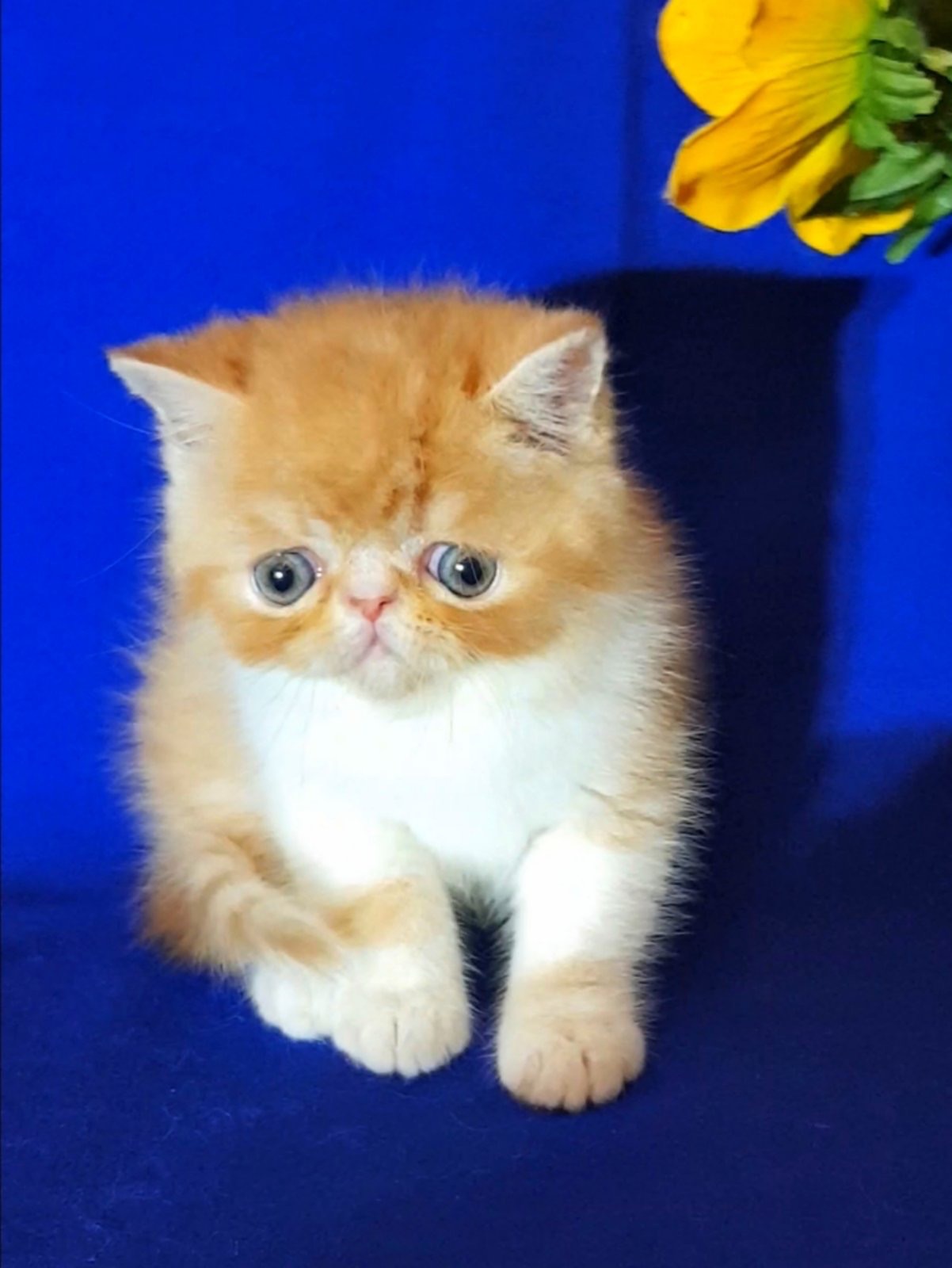 Котята Экзоты, Экзот, Экзотический короткошерстный