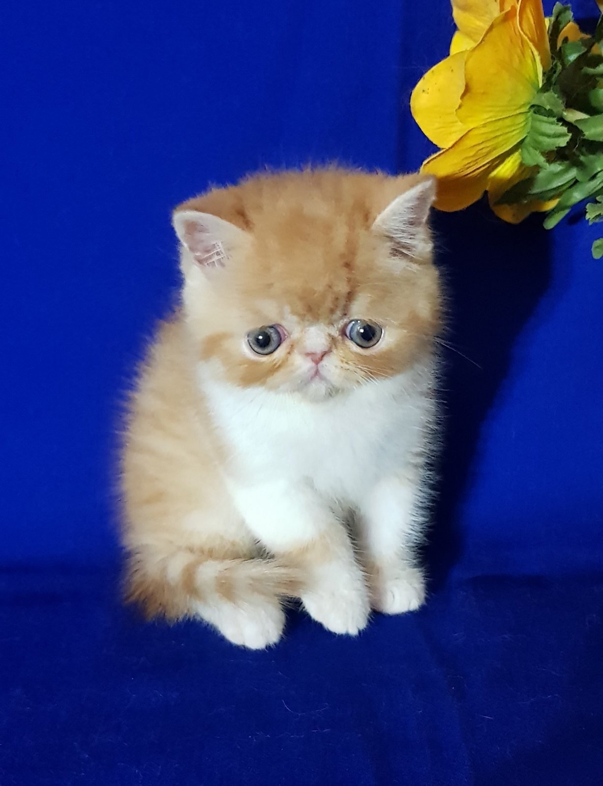 Котята Экзоты, Экзот, Экзотический короткошерстный