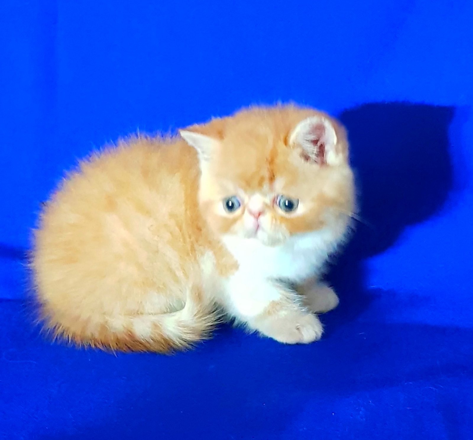 Котята Экзоты, Экзот, Экзотический короткошерстный