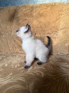 Голубоглазые тайские котята (ред поинт, крем поинт и шоколад поинт)