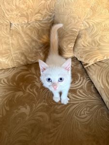 Голубоглазые тайские котята (ред поинт, крем поинт и шоколад поинт)