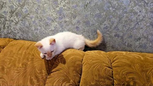 Голубоглазые тайские котята (ред поинт, крем поинт и шоколад поинт)