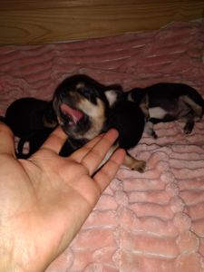 Красивий хлопчик Чихуахуа