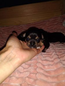 Красивий хлопчик Чихуахуа