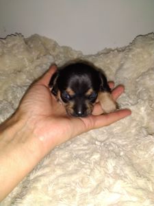 Красивий хлопчик Чихуахуа