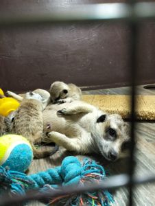 Розплідник Kalahari, ручні сурикати хатні