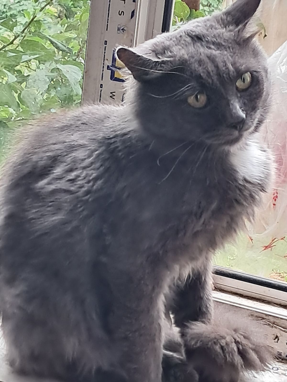 Котик британець віддам в добрі руки