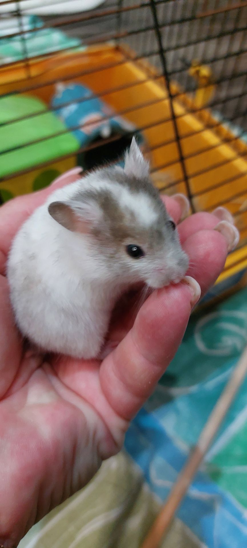 Хомяк