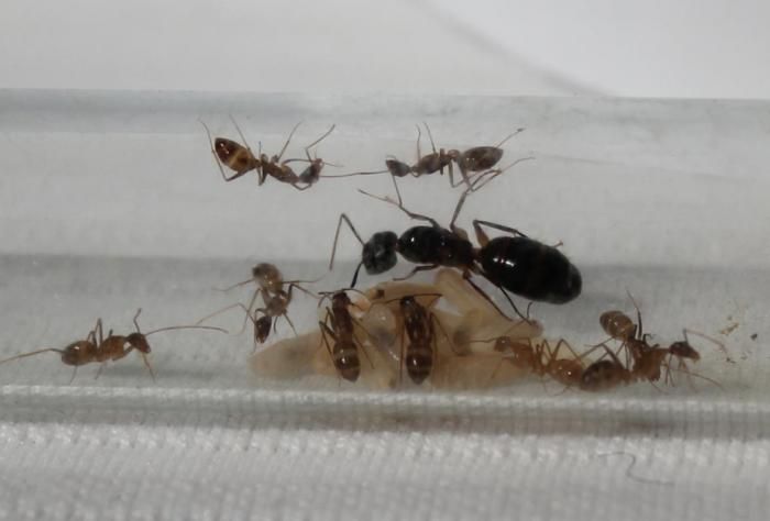 Купить муравьи Camponotus albosparsus и муравьиная ферма в Украине по хорошей цене 800грн