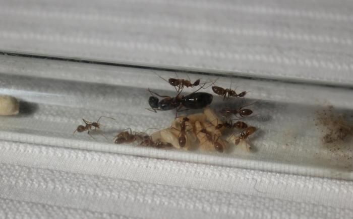 Купить муравьи Camponotus albosparsus и муравьиная ферма в Украине по хорошей цене 800грн