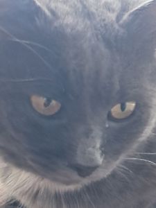 Котик британець віддам в добрі руки