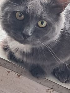 Котик британець віддам в добрі руки
