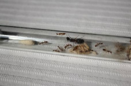Купить муравьи Camponotus albosparsus и муравьиная ферма в Украине по хорошей цене 800грн