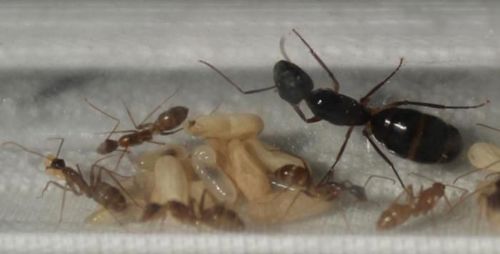 Купить муравьи Camponotus albosparsus и муравьиная ферма в Украине по хорошей цене 800грн