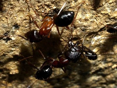 Муравьи Camponotus sylvaticus можно приобрести в нашем магазине 500грн 2025 года