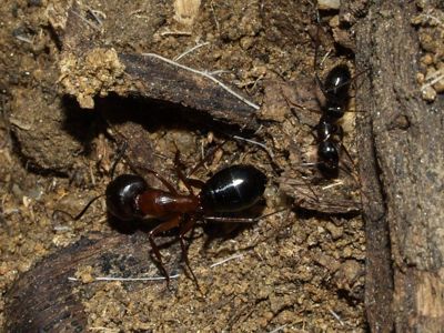 Муравьи Camponotus sylvaticus можно приобрести в нашем магазине 500грн 2025 года
