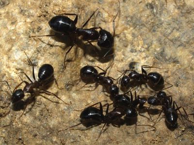 Муравьи Camponotus sylvaticus можно приобрести в нашем магазине 500грн 2025 года