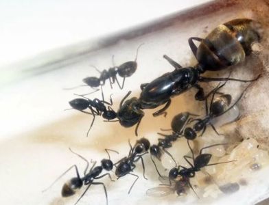 Купить муравьи Colobopsis leonardi С МУРАВЬИНОЙ ФЕРМОЙ В уКРАИНЕ 1200ГРН