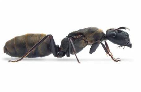 Купить муравьи Colobopsis leonardi С МУРАВЬИНОЙ ФЕРМОЙ В уКРАИНЕ 1200ГРН