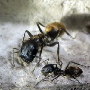 Купить муравьи Colobopsis leonardi С МУРАВЬИНОЙ ФЕРМОЙ В уКРАИНЕ 1200ГРН