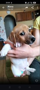 Цуценята Джек Рассела