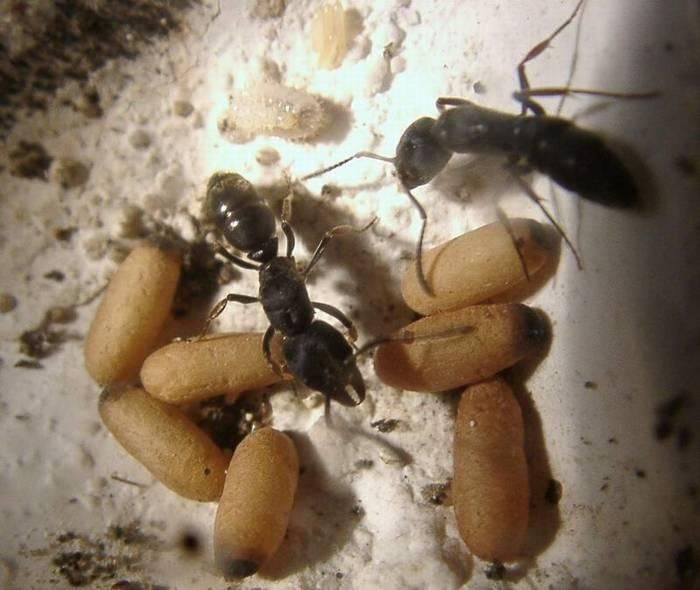 Купить муравьи Ectomomyrmex astutus Pachycondyla astuta с формикарием в Украине 1000грн
