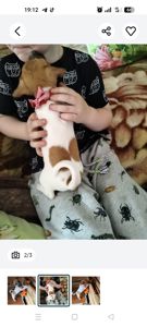 Цуценята Джек Рассела