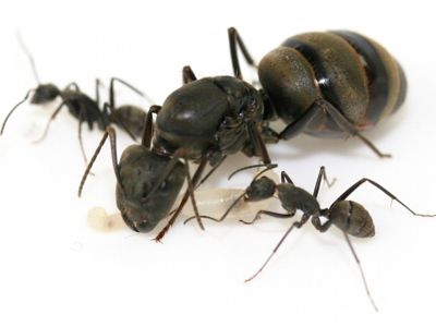 Купить муравьев Camponotus pseudolendus в Украине с муравьиной фермой за 1000грн