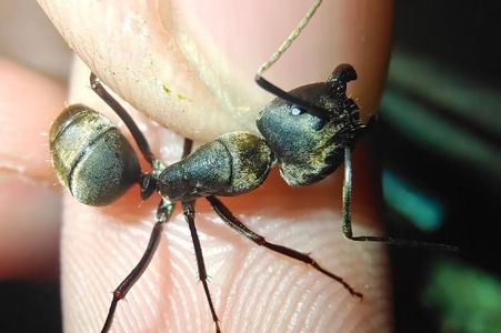 Купить муравьев Camponotus pseudolendus в Украине с муравьиной фермой за 1000грн