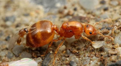 Купить муравьев с муравьиной фермой Crematogaster osakensis по хорошей цене в Украине 1000грн