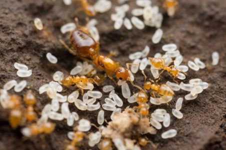 Купить муравьев с муравьиной фермой Crematogaster osakensis по хорошей цене в Украине 1000грн