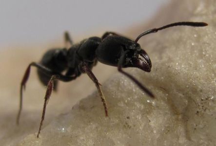 Купить муравьи Ectomomyrmex astutus Pachycondyla astuta с формикарием в Украине 1000грн