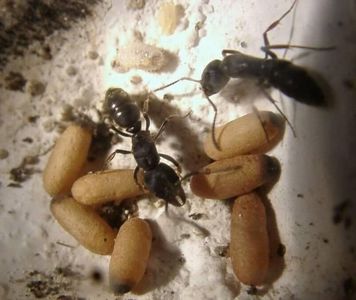 Купить муравьи Ectomomyrmex astutus Pachycondyla astuta с формикарием в Украине 1000грн