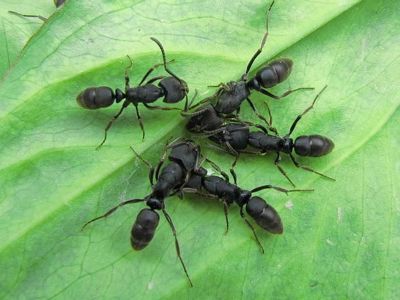 Купить муравьи Ectomomyrmex astutus Pachycondyla astuta с формикарием в Украине 1000грн