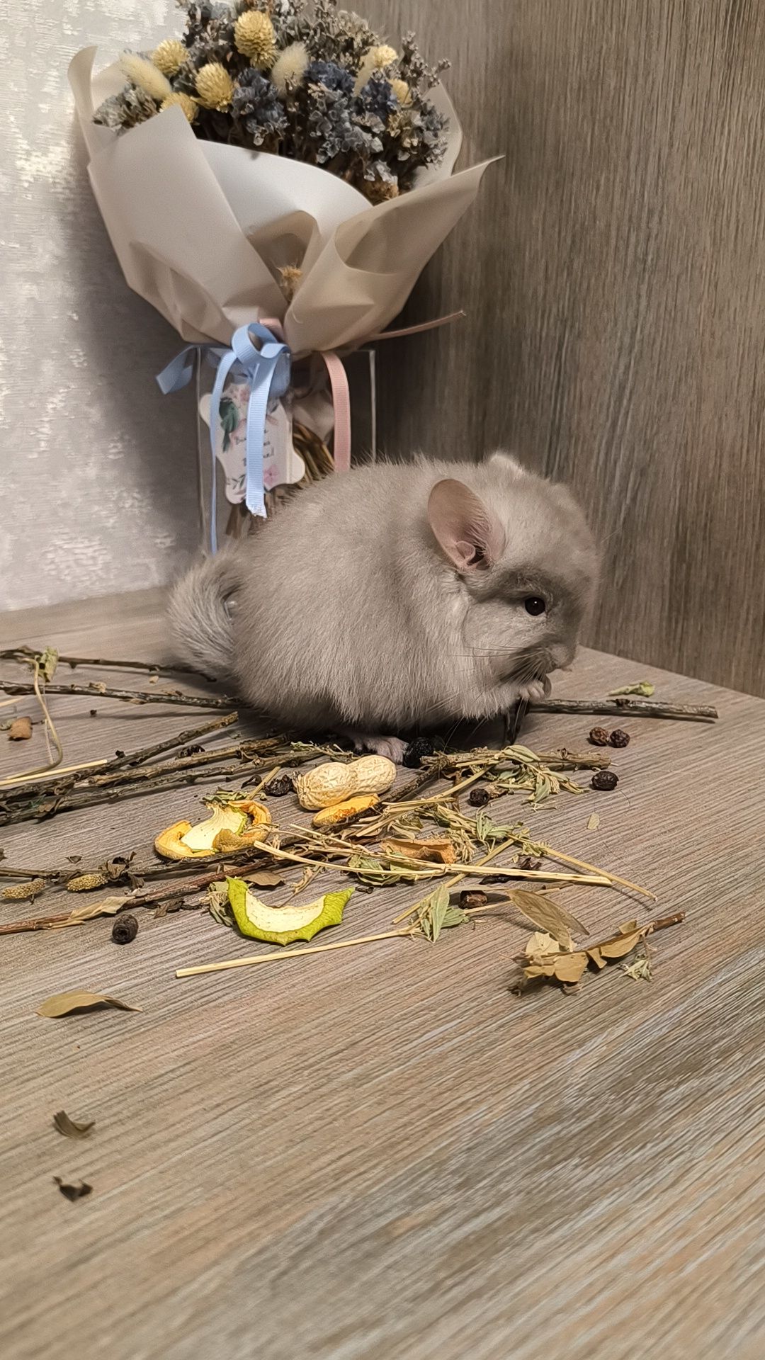 Ангора пастель хлопчик