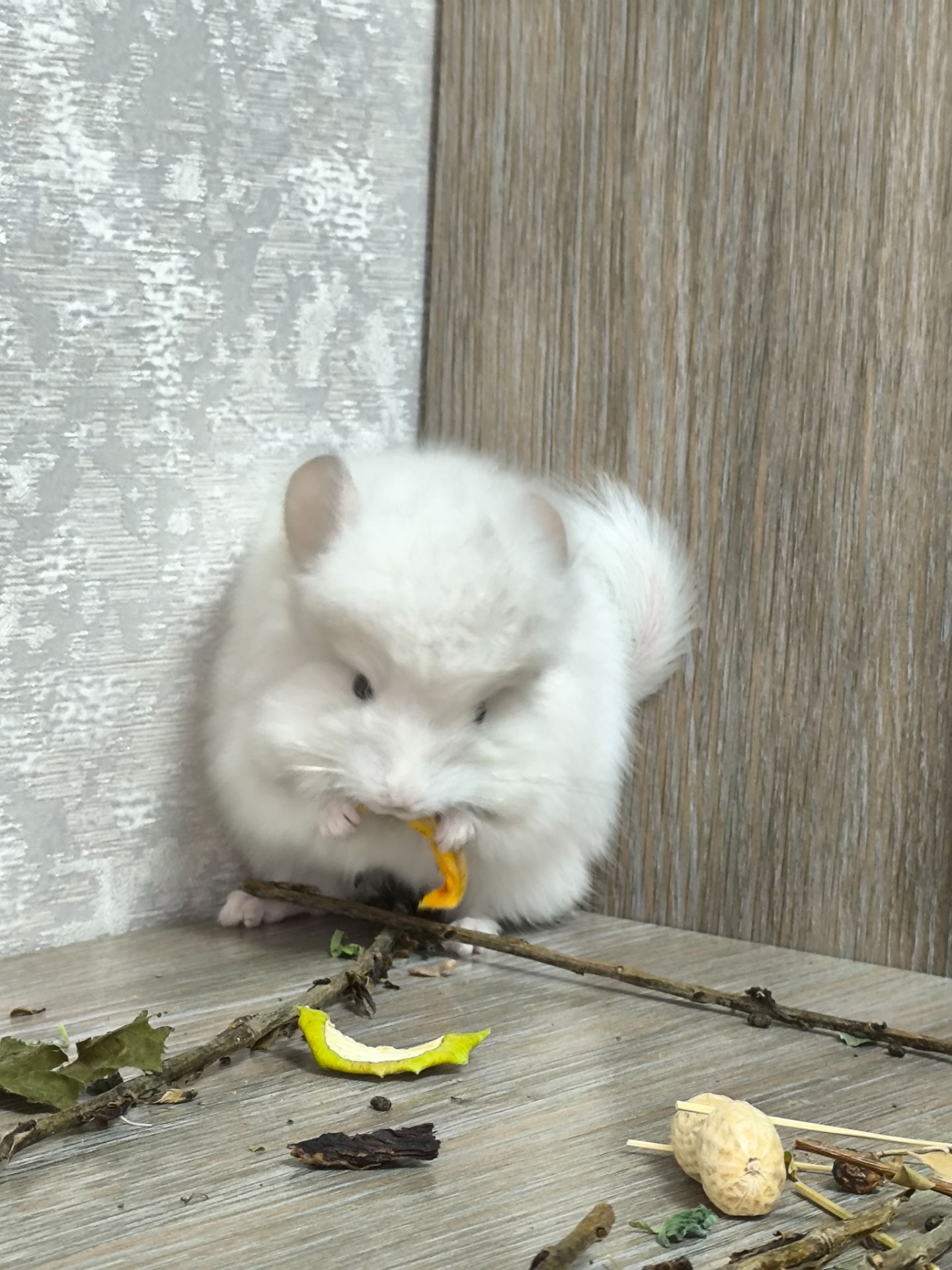 Ангора хлопчик