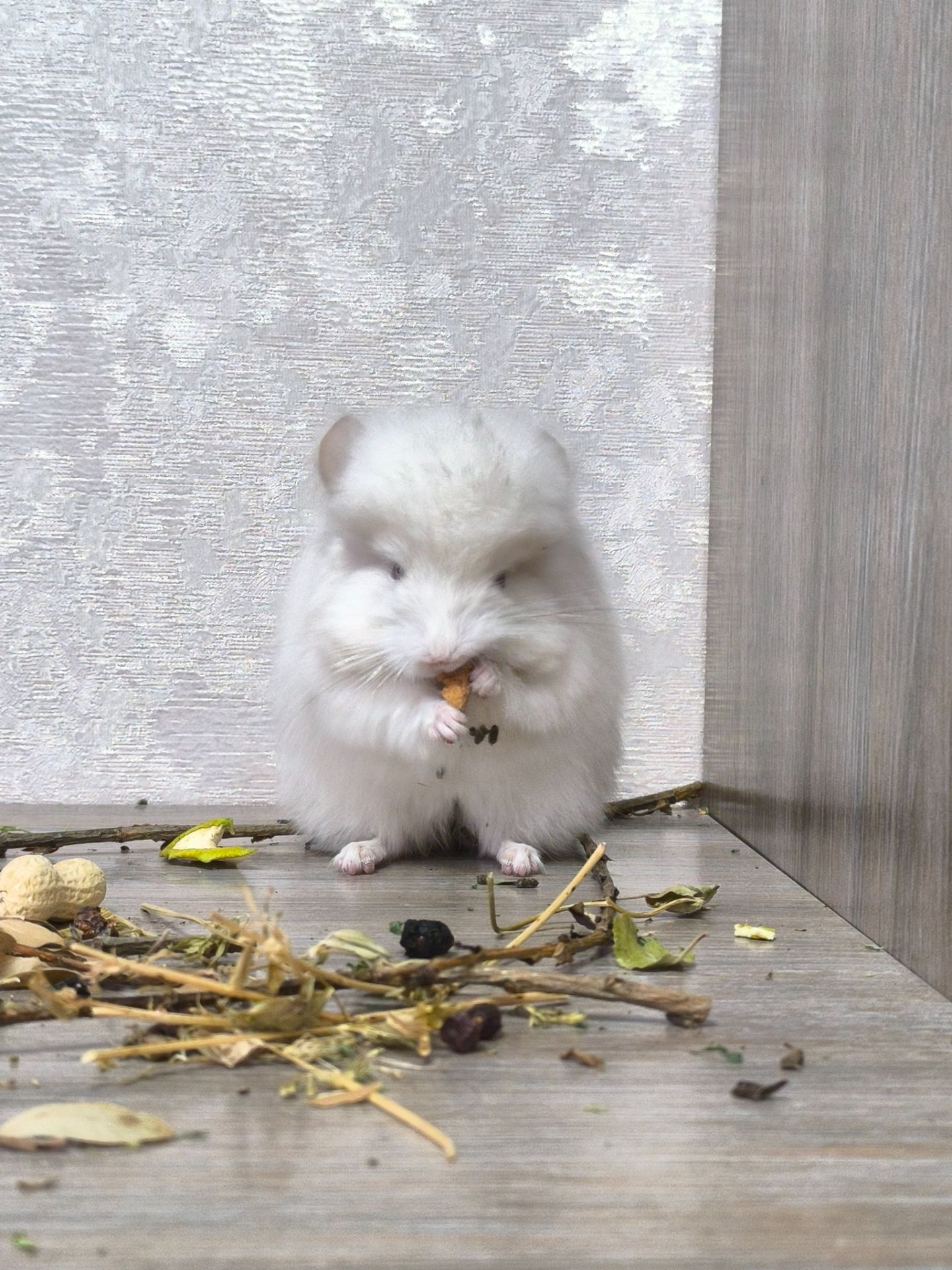 Ангора хлопчик