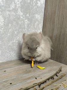 Ангора пастель хлопчик