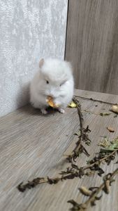 Ангора хлопчик