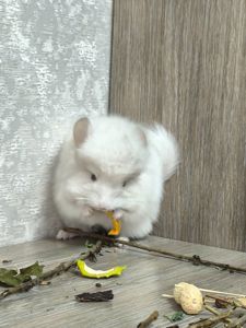 Ангора хлопчик